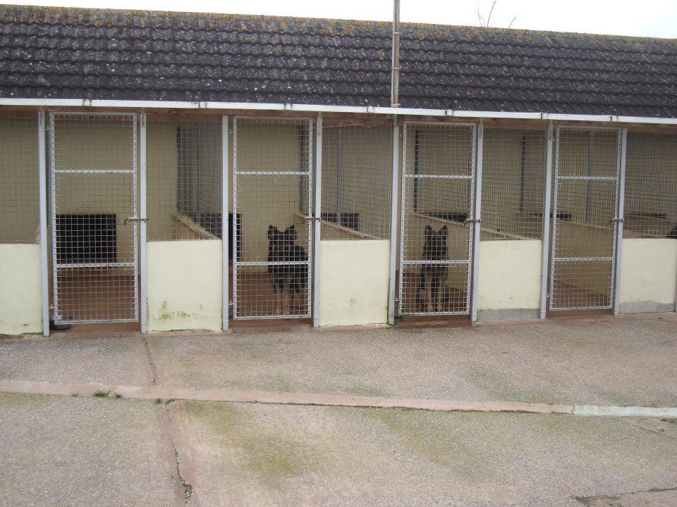 Paws A While Boarding Kennel in East Devon