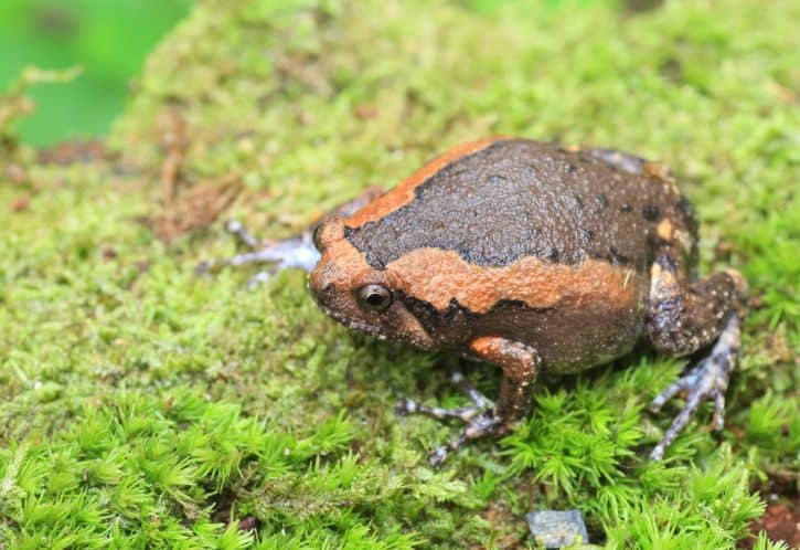 70 Animals That Start With B The only list you'll need