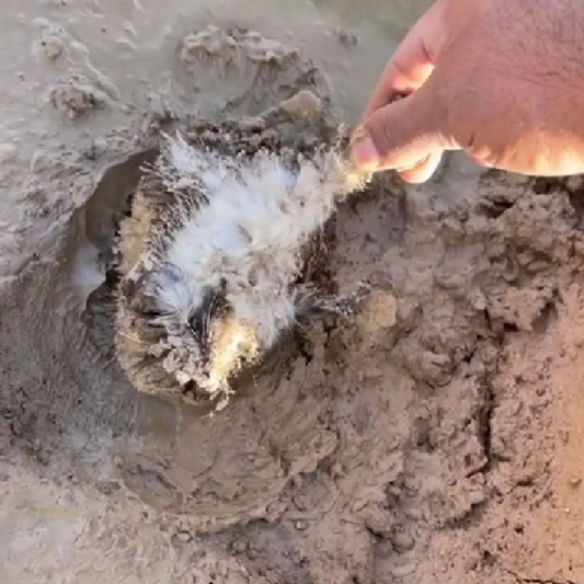 Man Spots Unexpected Tiny Creature Stuck In The Mud With No Way To Escape