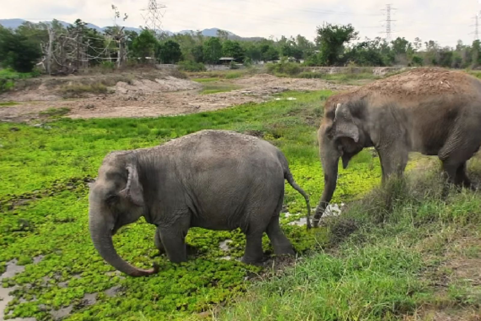 Elephant Who Hates Water Takes Her Friend To Swim Every Day And The