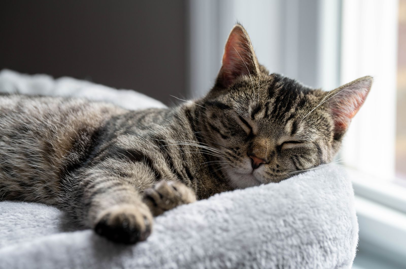 13 Fun Facts About Gray Tabby Cats