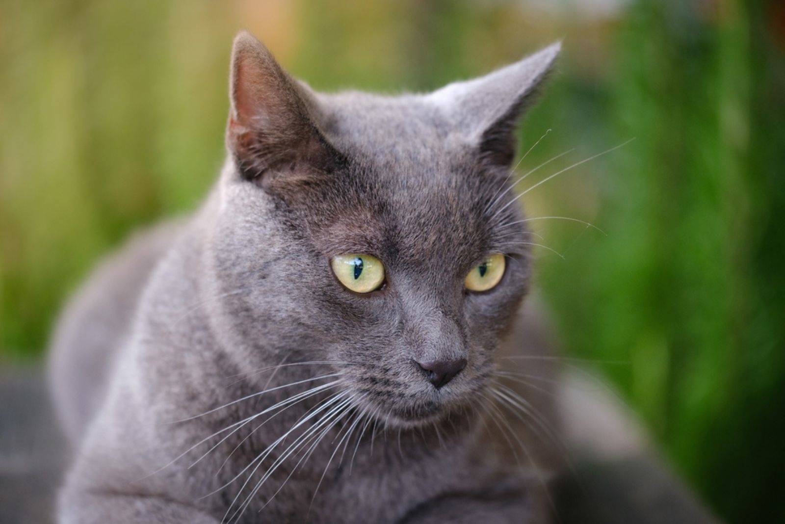 TOP 10 Beautiful Gray Cats With Green Eyes