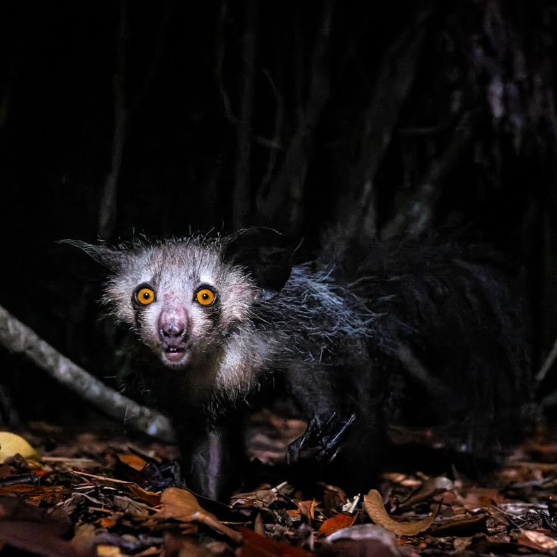 16 Strange Creatures Found In The World’s Rainforests
