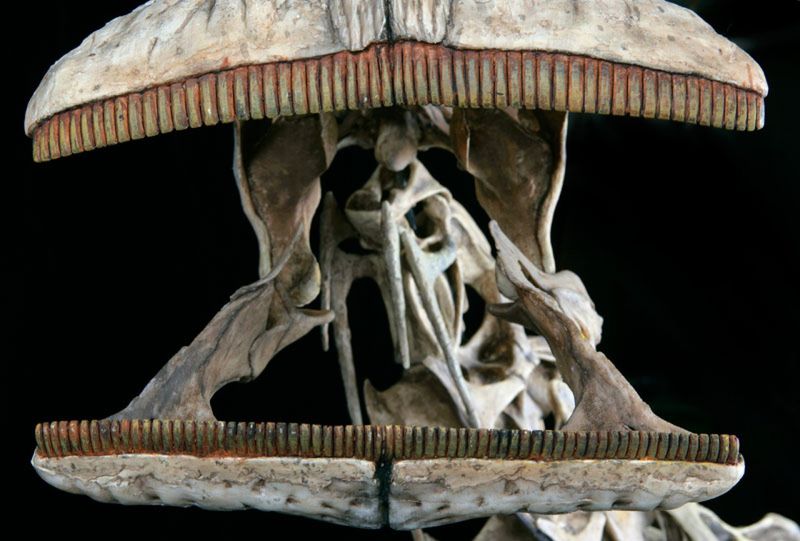 Which Dinosaur Had 500 Teeth? This Prehistoric Jaw Was Truly Unique