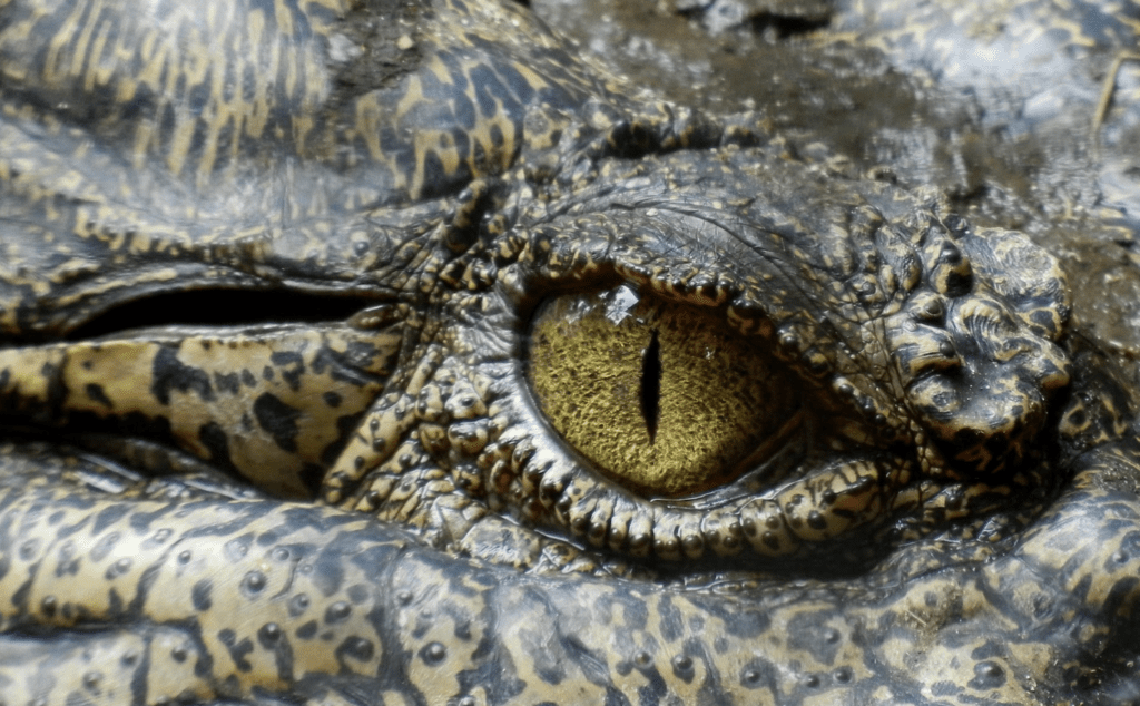 List of 12 Animals with Green Eyes (with Pictures) Animallot