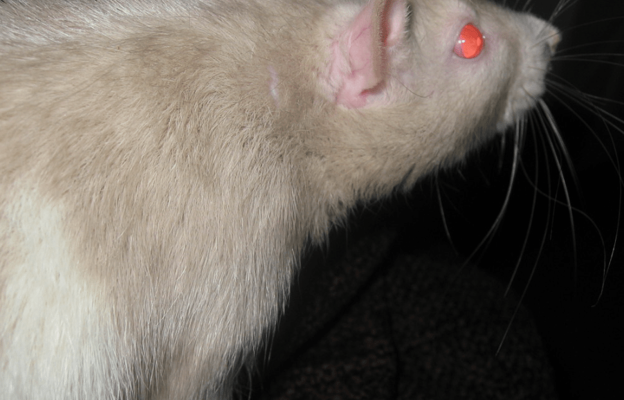 List of 5 animals with orange eyes (with pictures) Animallot