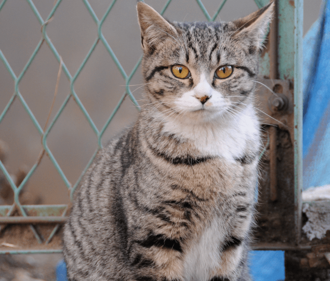 List of 5 animals with orange eyes (with pictures) Animallot