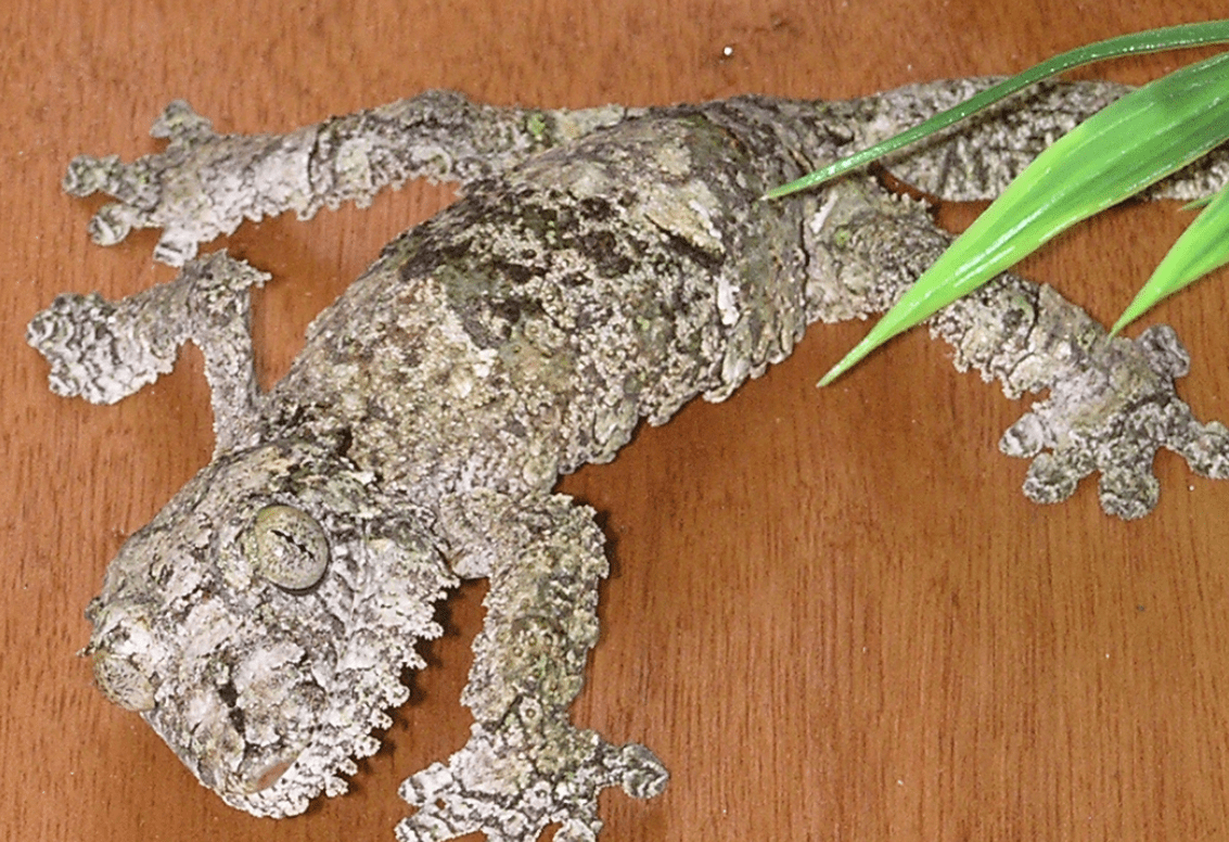 List of 19 Animals With Camouflage (with Pictures)