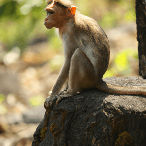 What Was Animal Breeding Animallot