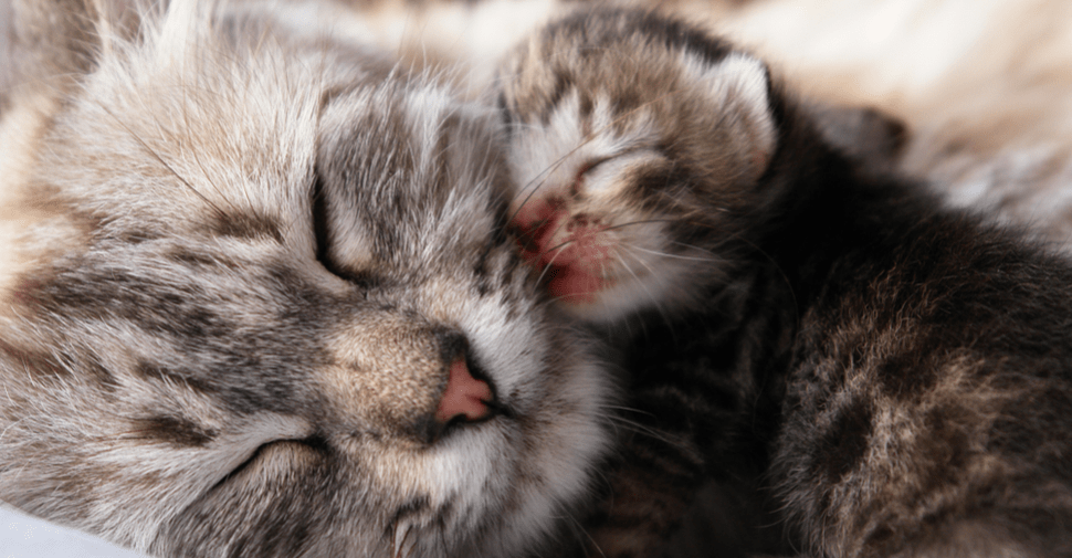 Your Cat Giving Birth and You are Alone at Home? Here are