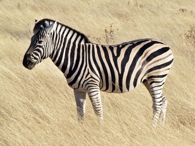 231 Famous and Good Zebra Names Animal Names