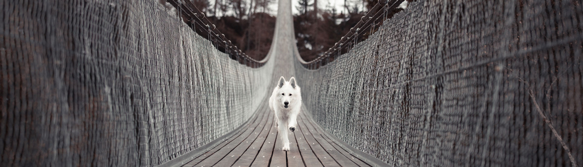 slidedogrun The Animal Nerd