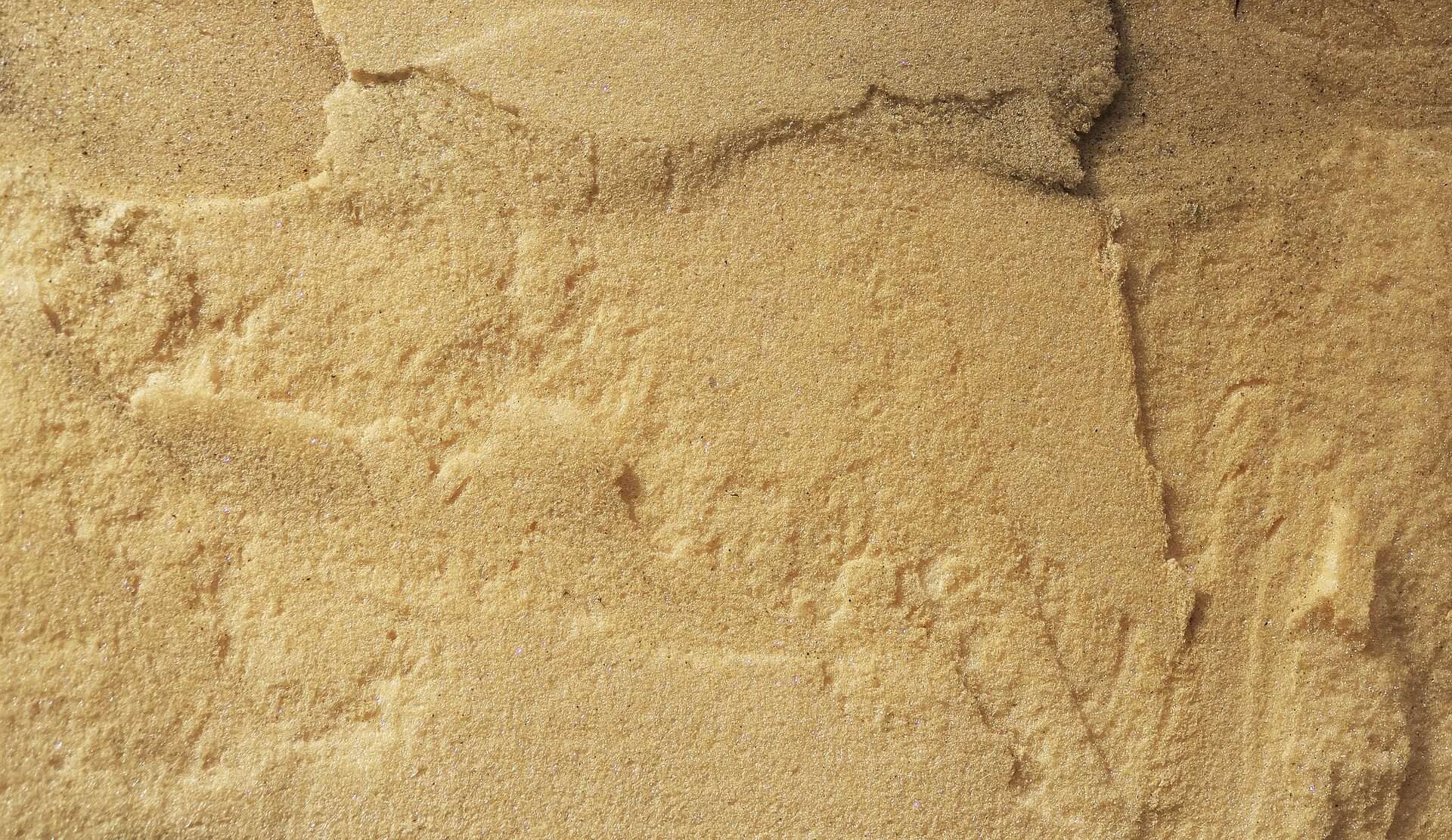 My Dog Ate Insulation What Should I Do Now?
