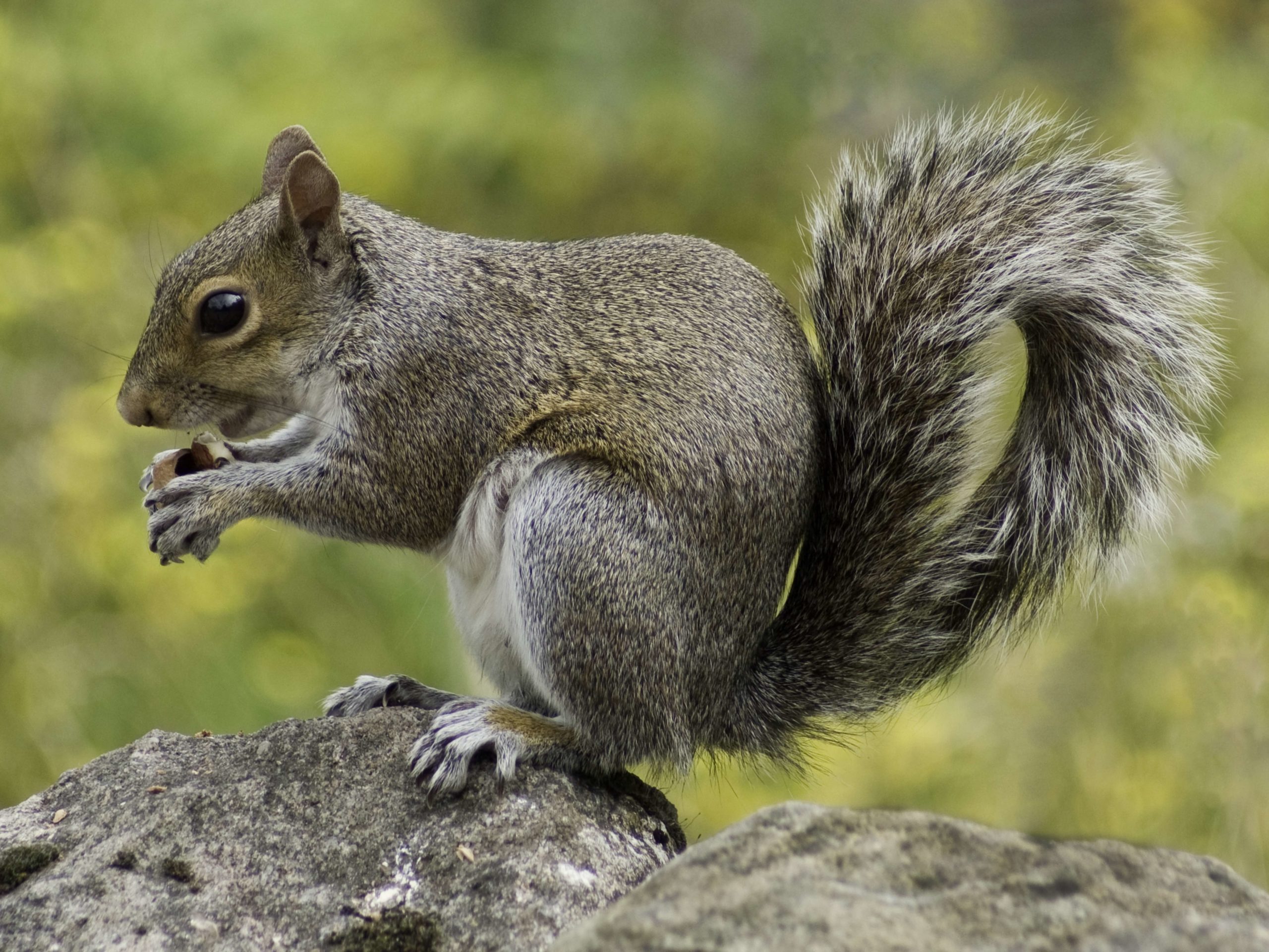 What Should You Do If Your Dog Ate A Squirrel?