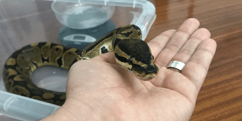 How Long Can a Snake Go Without Eating? Animal Nerdz