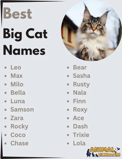 Tiger Cat Names