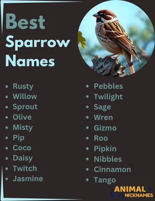 Best 400+ Cute & Unique Sparrow Names [Top Picks]