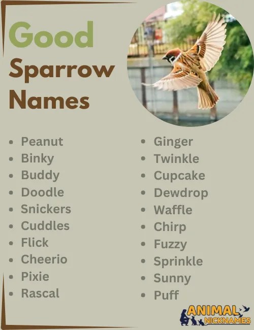 Best 400+ Cute & Unique Sparrow Names [Top Picks]