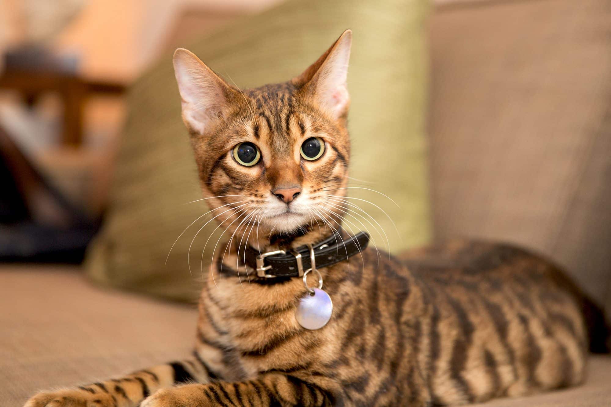 Toyger Cat Profile and Information