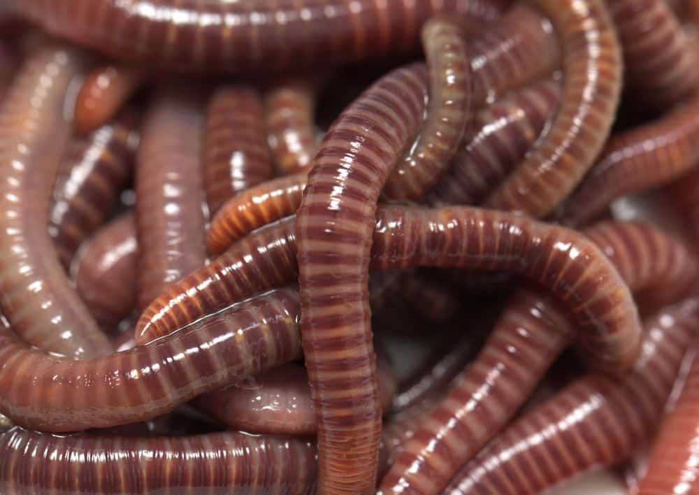 How Do Worms Reproduce?
