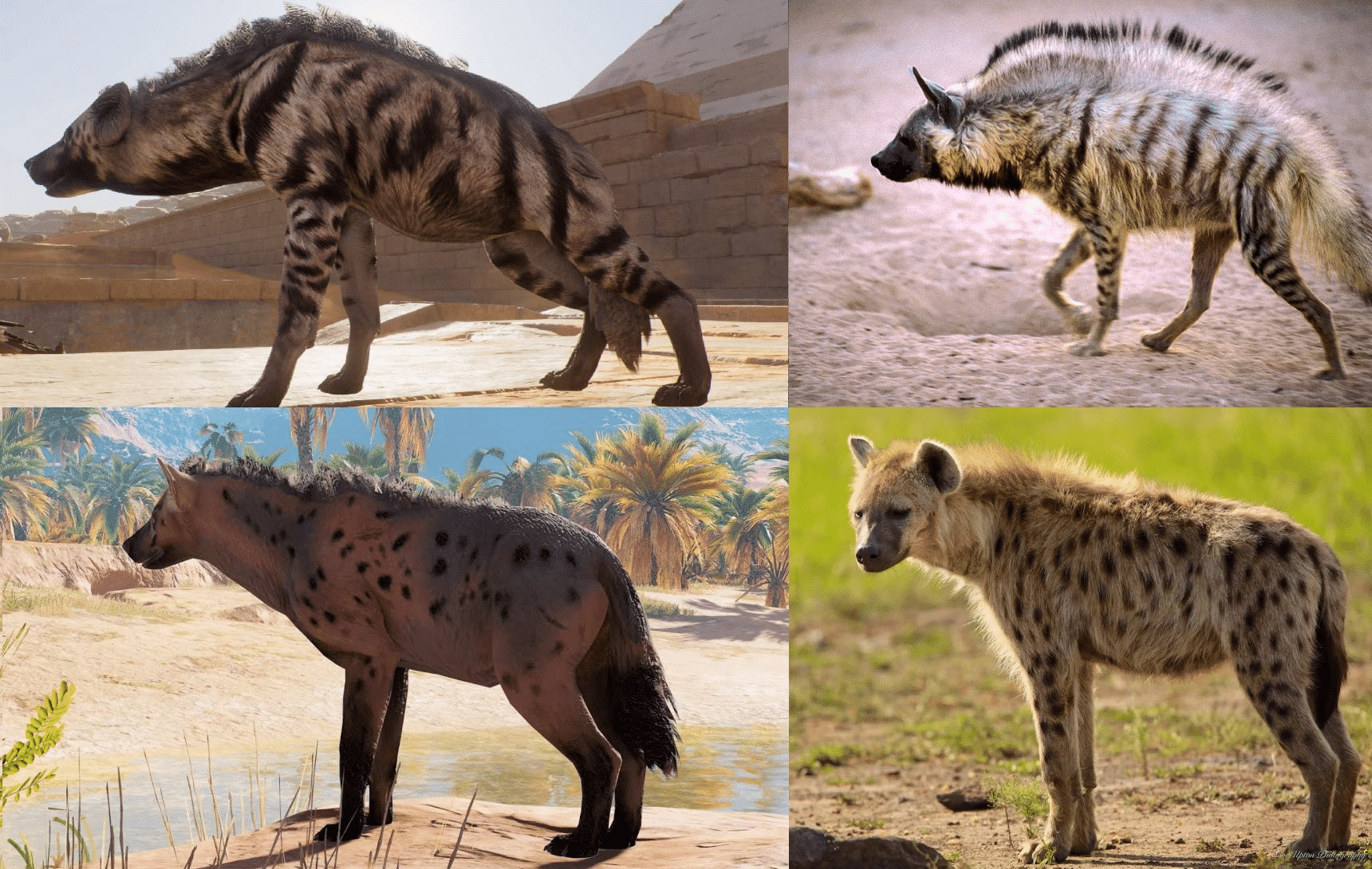Hyenas Profile and Information