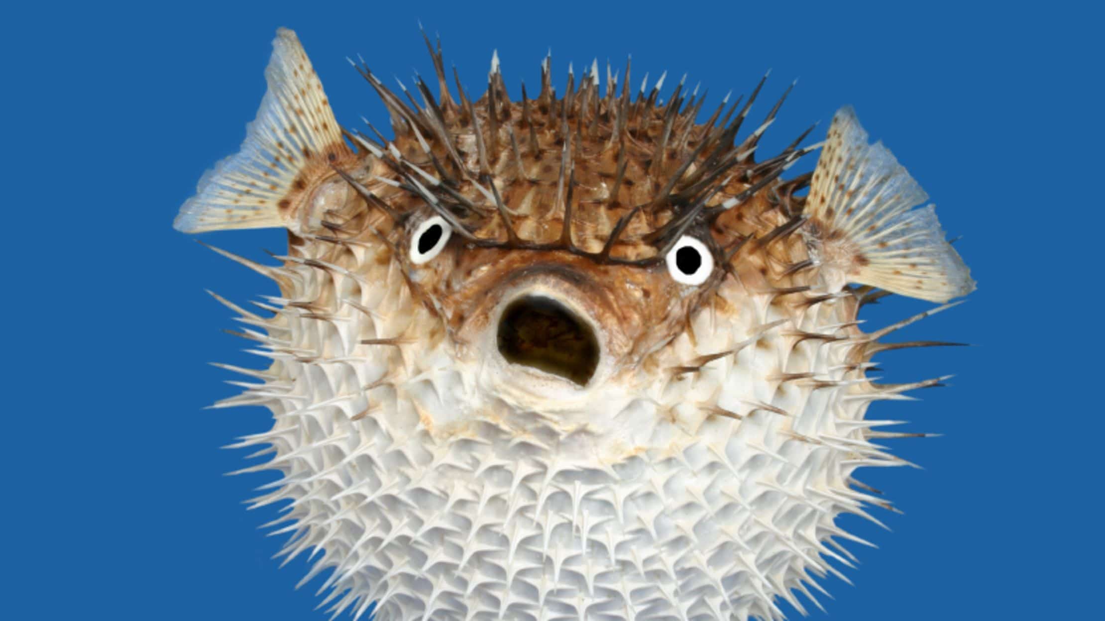 Pufferfish Profile and Information