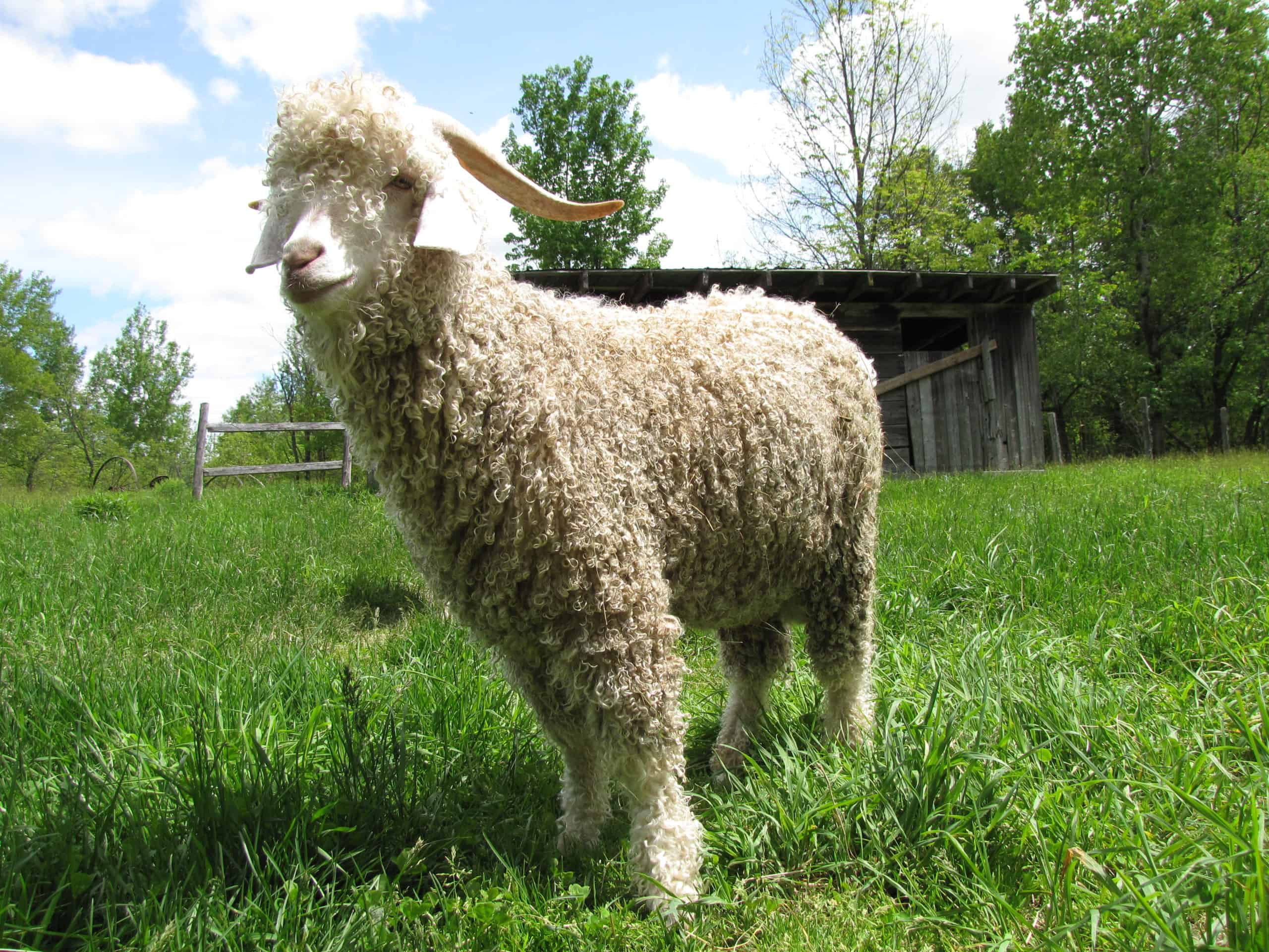 Angora Goat Profile and Information