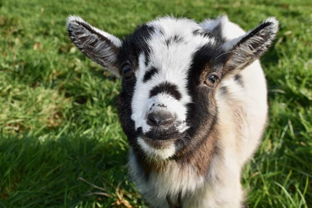 400+ Goat Names to Consider for Your Pet Goat