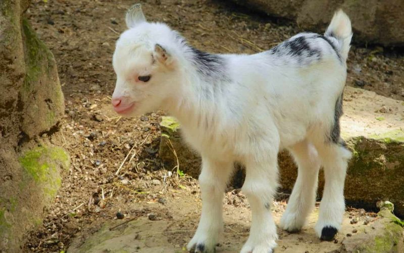 400+ Goat Names to Consider for Your Pet Goat