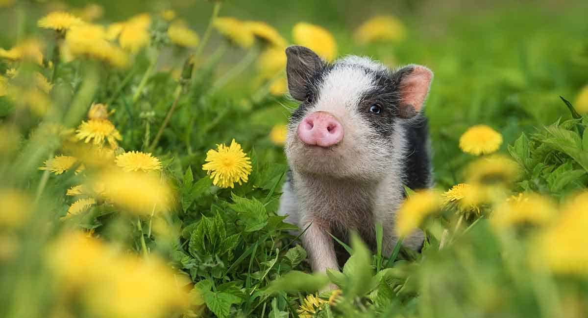 300+ Popular and Unique Pig Names for Your Pet