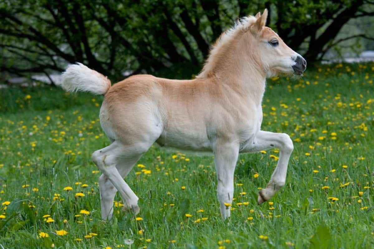 Pony Names 500+ Name Ideas for Your Small Horse