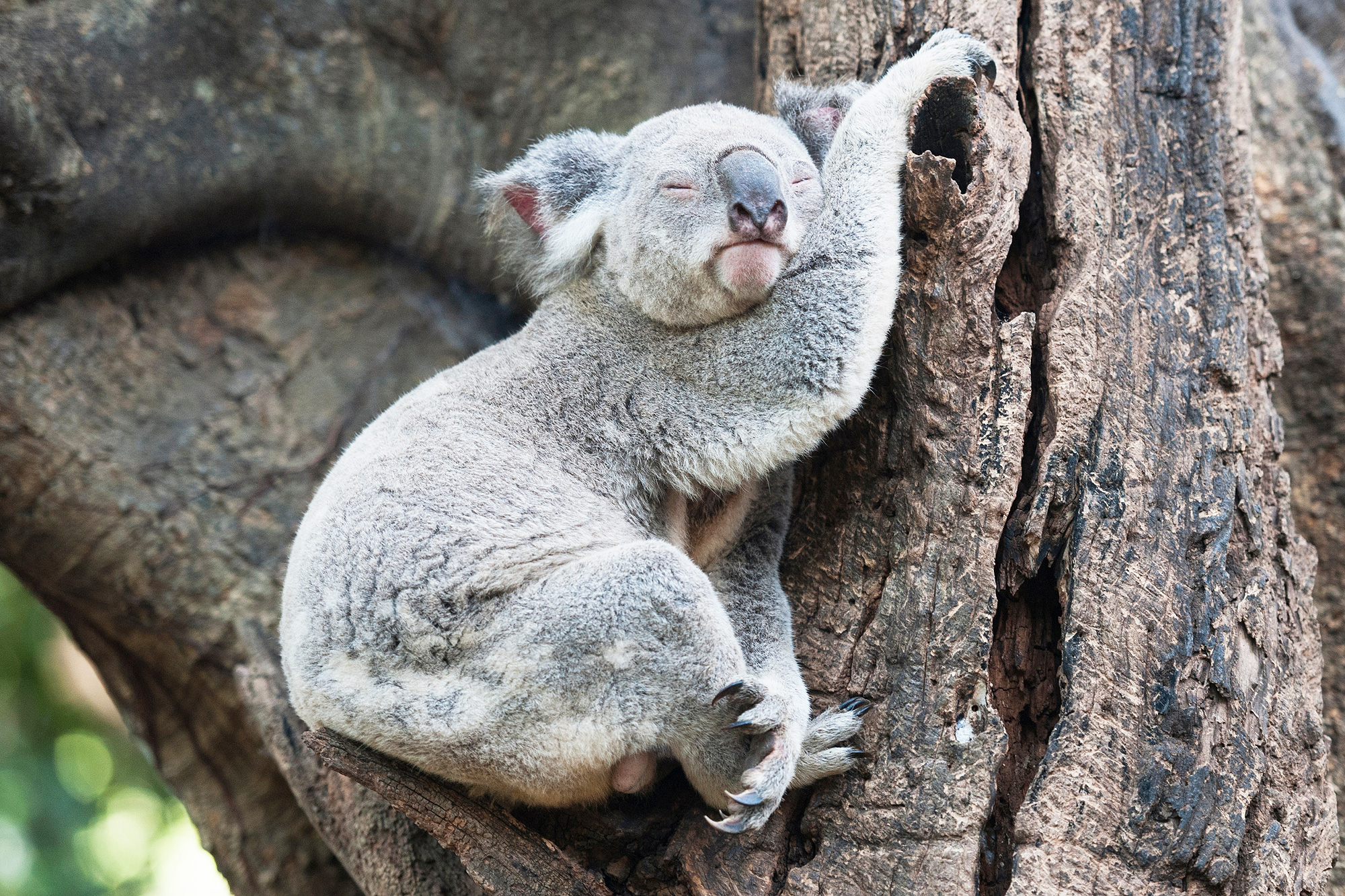 10 Animals That Sleep a Lot (With Pictures)