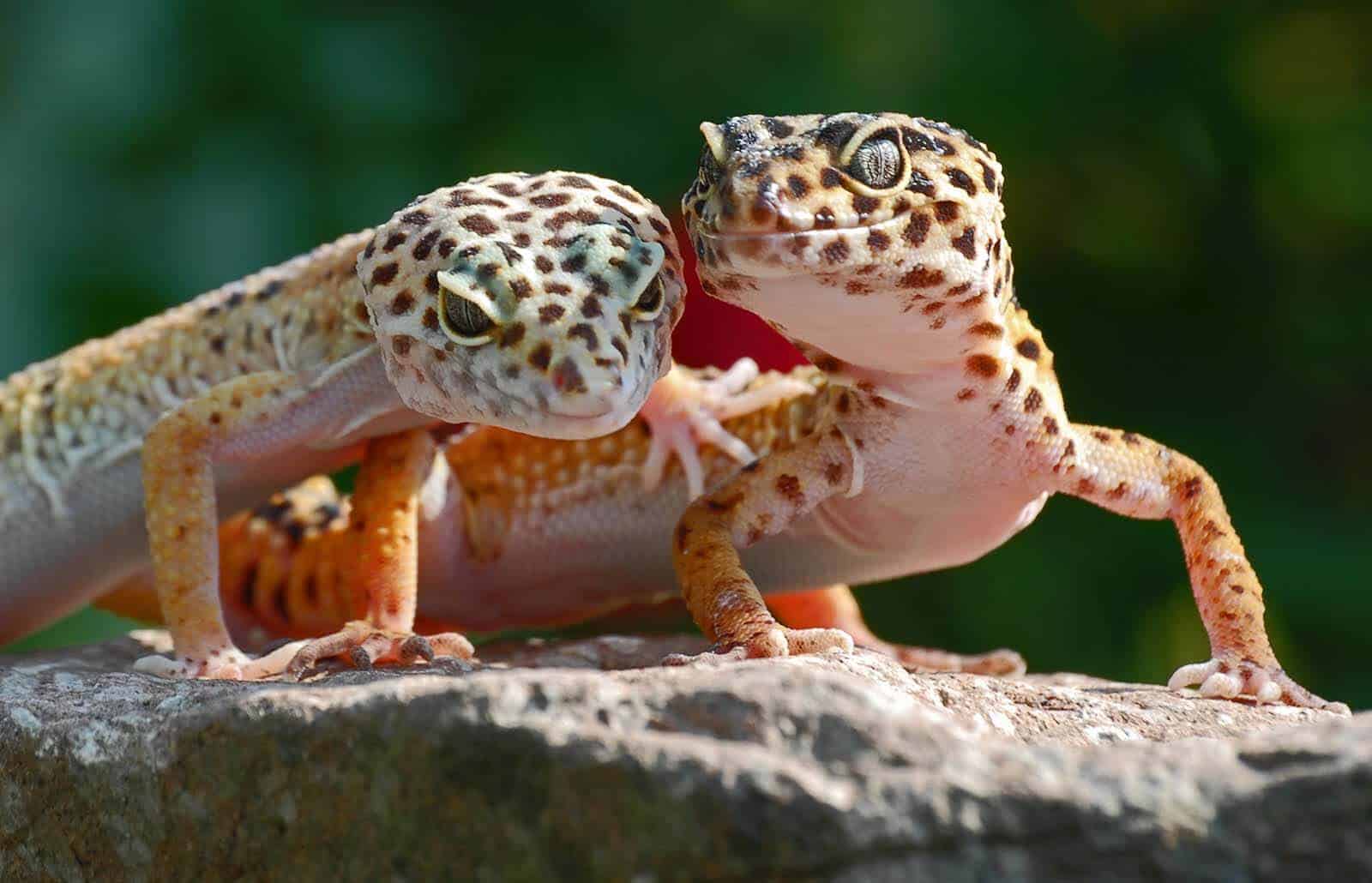 400+ Super Cool Gecko Names