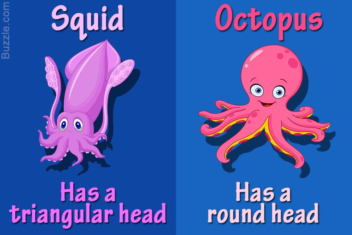 What's the Difference Between Octopus and Squid?