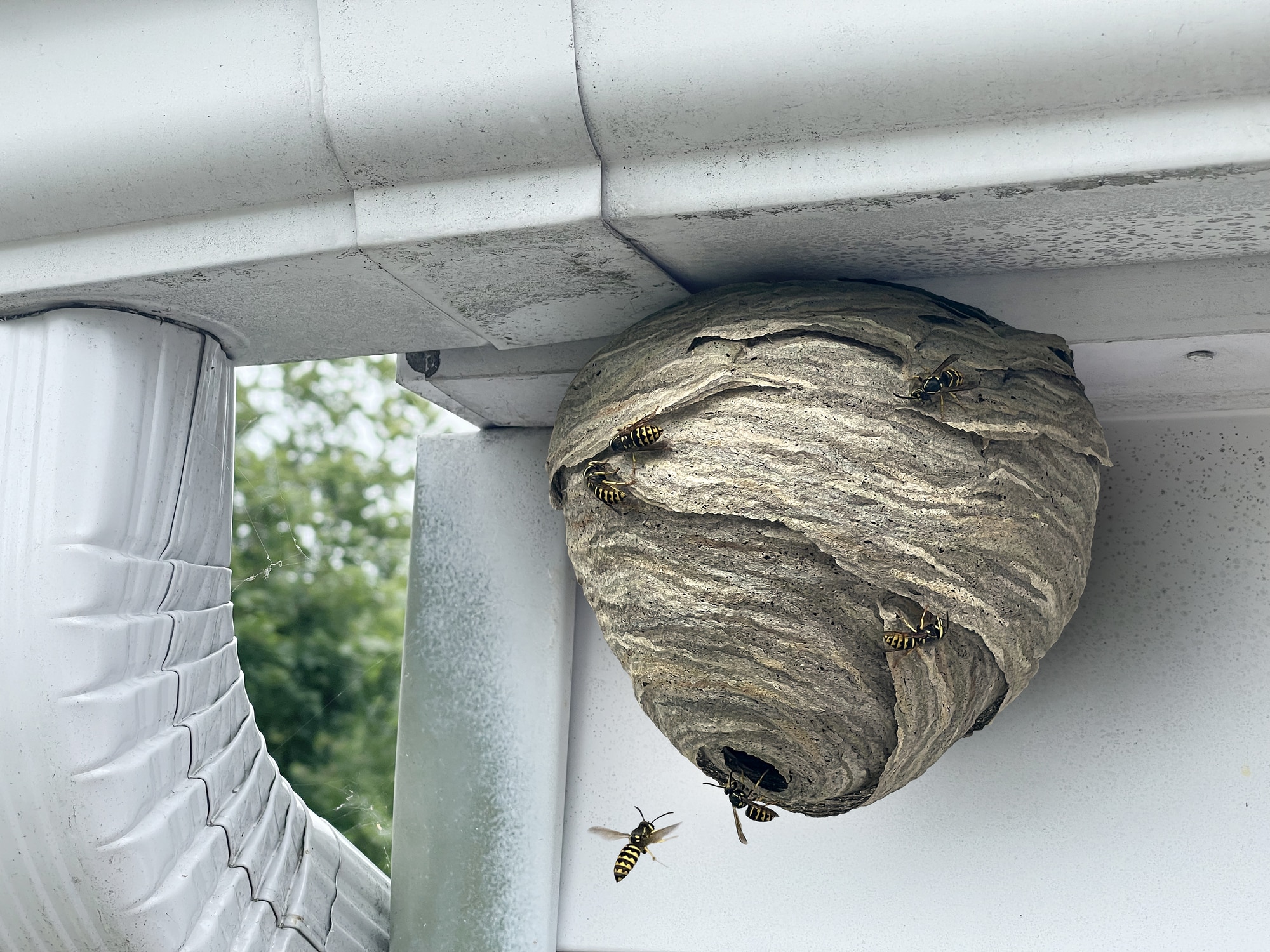 31 Different Types of Wasps in Wisconsin