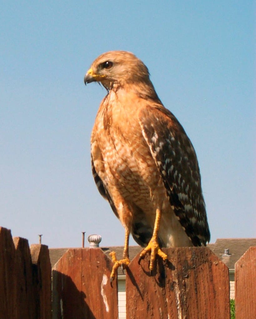 9 Different Types of Hawks in Pennsylvania