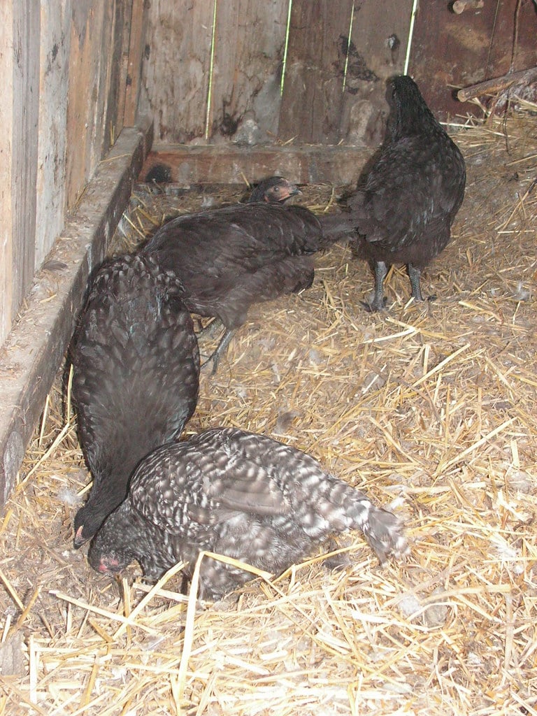 22 Best Cold Weather Chicken Breeds for Your Homestead