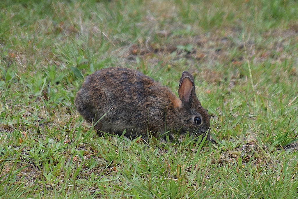 13 Types of Rabbits in Colorado