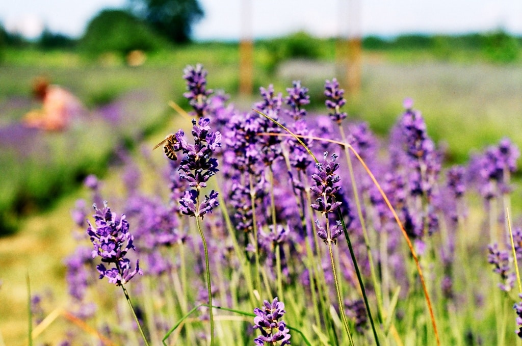 11 Plants That Repel Roaches (With Pictures)