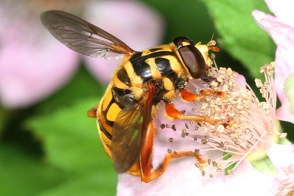 19 Types of Wasps in North America