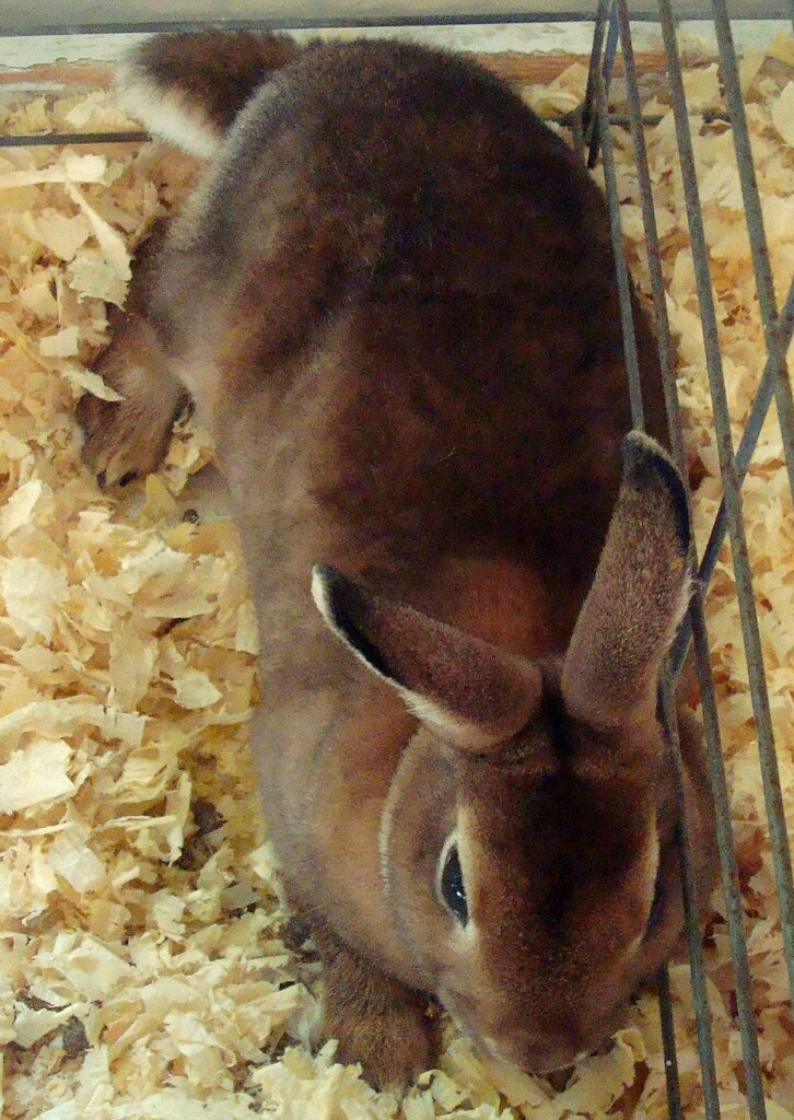 6 Hypoallergenic Rabbit Breeds