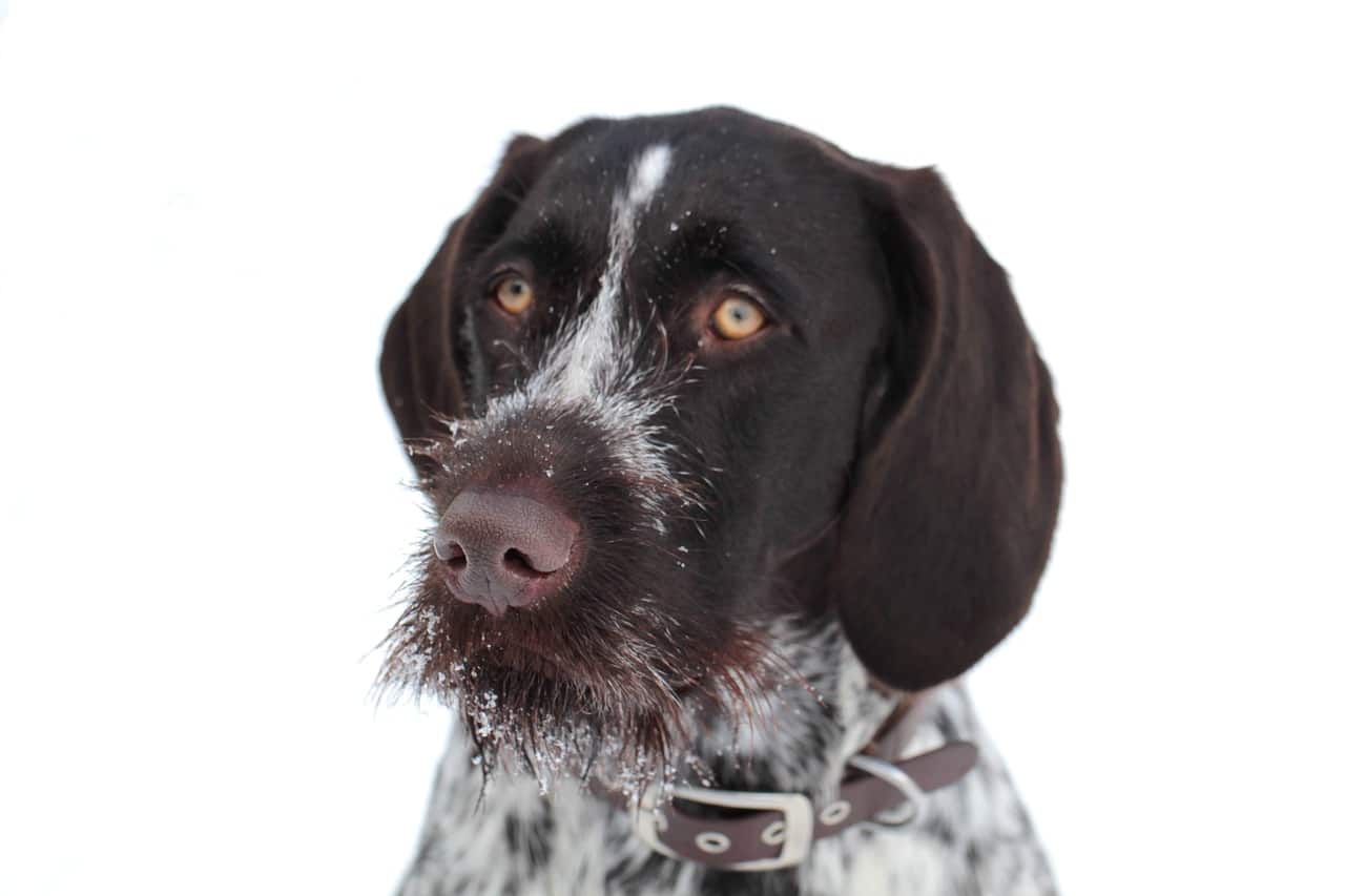 15 Best Bird Dog Breeds for Bird Hunting
