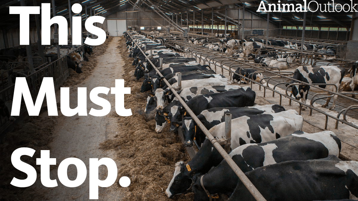 Momentum is Building For The Push to End Factory Farming Animal Outlook