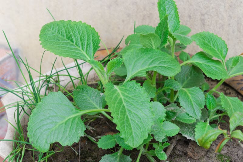Is Bread and Butter Plant Poisonous to Cats?