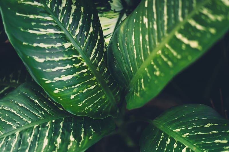Is Variable Dieffenbachia Poisonous to Cats and Dogs?
