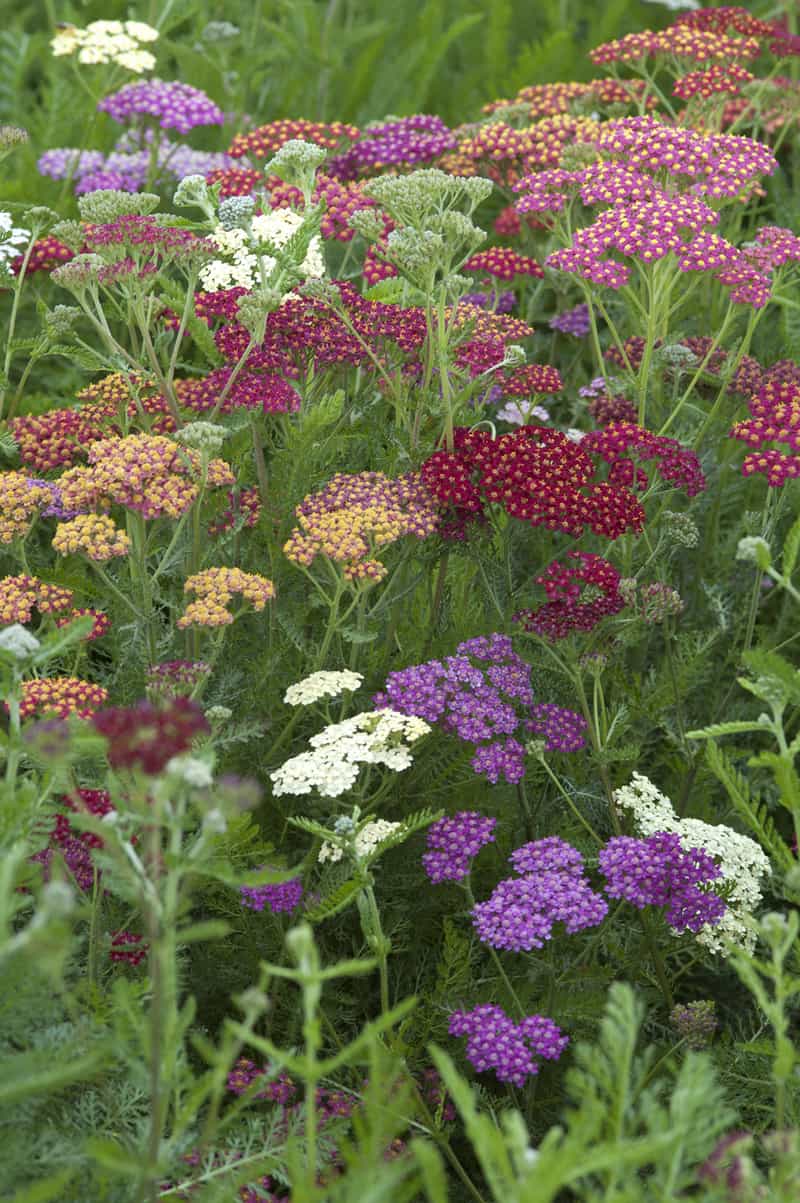 Is Dog Daisy Poisonous to Cats and Dogs