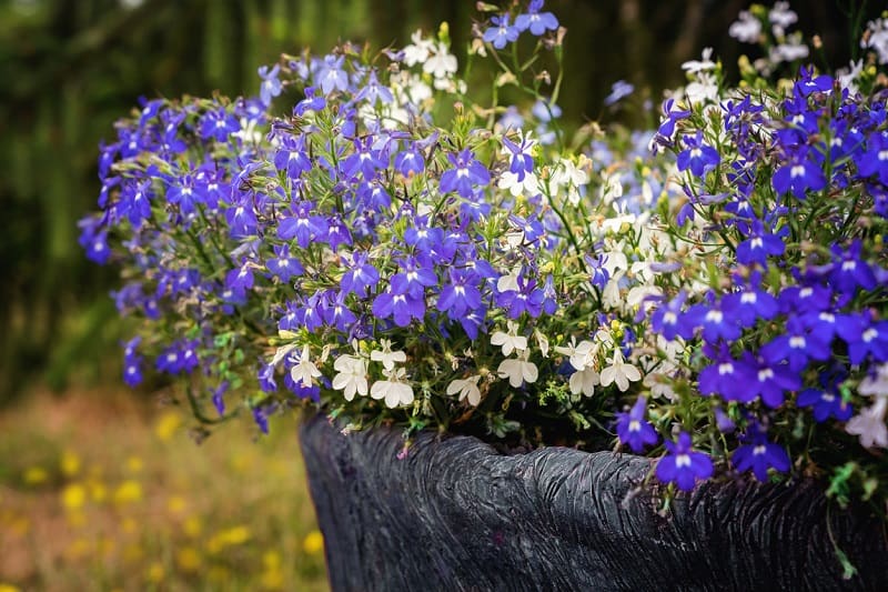 Is Lobelia Poisonous to Cats and Dogs?
