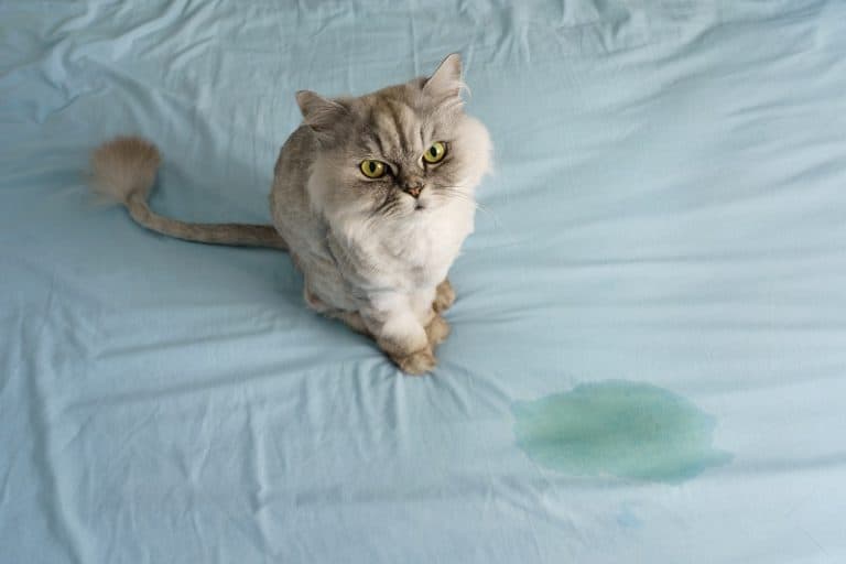 How to stop My Cat from Peeing Everywhere