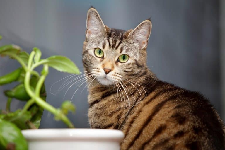 How Long Do Tabby Cats Live