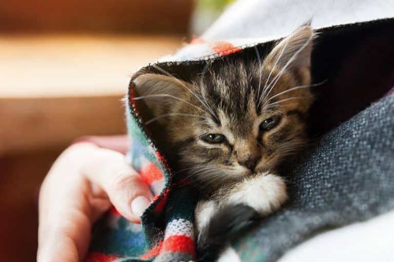 How to Tell if Your Cat is a Runt?